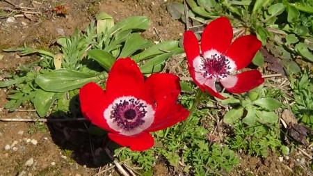 Anemone coronaria ssp phoenicea